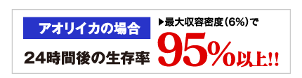 生存率95%以上。アオリイカの場合