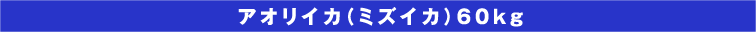 アオリイカ(ミズイカ)60kg